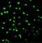 Phosphatidylinositol-3,4,5-trisphosphate 3-phosphatase and dual-specificity protein phosphatase PTEN antibody, 3517, ProSci Inc, Immunofluorescence image 