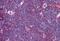 NLR Family Pyrin Domain Containing 13 antibody, MBS246923, MyBioSource, Immunohistochemistry paraffin image 