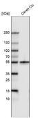 Tubulin Beta 3 Class III antibody, NBP2-61430, Novus Biologicals, Western Blot image 
