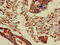 Proline Rich 11 antibody, CSB-PA836225LA01HU, Cusabio, Immunohistochemistry frozen image 