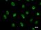 Cell cycle serine/threonine-protein kinase CDC5/MSD2 antibody, LS-C342413, Lifespan Biosciences, Immunofluorescence image 