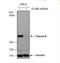 Filamin B antibody, NBP2-43740, Novus Biologicals, Western Blot image 