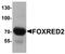 FAD-dependent oxidoreductase domain-containing protein 2 antibody, LS-C153671, Lifespan Biosciences, Western Blot image 