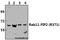 RAB11 Family Interacting Protein 2 antibody, A10249-1, Boster Biological Technology, Western Blot image 