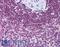 HVCN1 antibody, LS-B5319, Lifespan Biosciences, Immunohistochemistry paraffin image 