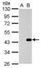 Wnt Family Member 3 antibody, PA5-78226, Invitrogen Antibodies, Western Blot image 