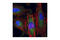 Cortactin antibody, 3503S, Cell Signaling Technology, Immunofluorescence image 