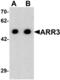 F-actin-capping protein subunit beta antibody, orb73617, Biorbyt, Western Blot image 