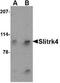 SLIT and NTRK-like protein 4 antibody, NBP1-76875, Novus Biologicals, Western Blot image 