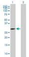 Immediate Early Response 2 antibody, H00009592-B02P, Novus Biologicals, Western Blot image 