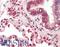 Prolyl 4-Hydroxylase Subunit Beta antibody, LS-B10882, Lifespan Biosciences, Immunohistochemistry frozen image 