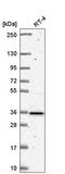 Heterogeneous Nuclear Ribonucleoprotein A0 antibody, HPA059404, Atlas Antibodies, Western Blot image 