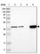 Solute Carrier Family 35 Member E1 antibody, HPA016570, Atlas Antibodies, Western Blot image 