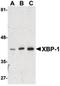 X-Box Binding Protein 1 antibody, orb86545, Biorbyt, Western Blot image 