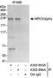 CDC42 Binding Protein Kinase Alpha antibody, A302-693A, Bethyl Labs, Immunoprecipitation image 