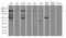 Histone Cell Cycle Regulator antibody, A03101-1, Boster Biological Technology, Western Blot image 