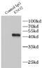 Gamma-enolase antibody, FNab05865, FineTest, Immunoprecipitation image 