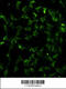 Carbonic Anhydrase 9 antibody, 61-750, ProSci, Immunofluorescence image 