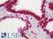 Histone Cluster 4 H4 antibody, LS-B12540, Lifespan Biosciences, Immunohistochemistry paraffin image 