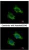 Phosphoribosyl Pyrophosphate Synthetase Associated Protein 2 antibody, NBP1-32630, Novus Biologicals, Immunofluorescence image 