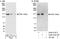 PPARG Coactivator 1 Beta antibody, A302-273A, Bethyl Labs, Immunoprecipitation image 