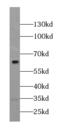 MLLT3 Super Elongation Complex Subunit antibody, FNab00191, FineTest, Western Blot image 