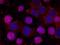 B-Raf Proto-Oncogene, Serine/Threonine Kinase antibody, orb213615, Biorbyt, Immunofluorescence image 