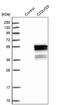 BOP antibody, PA5-51574, Invitrogen Antibodies, Western Blot image 