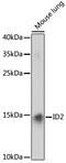 DNA-binding protein inhibitor ID-2 antibody, 13-362, ProSci, Western Blot image 