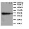 CDw293 antibody, LS-C313500, Lifespan Biosciences, Western Blot image 