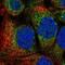 Mitochondrial Fission Regulator 1 antibody, NBP2-55309, Novus Biologicals, Immunofluorescence image 