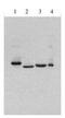 Interferon alpha-1/13 antibody, MBS395692, MyBioSource, Western Blot image 