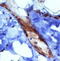 Protein PIEZO1 antibody, TA309651, Origene, Immunohistochemistry frozen image 