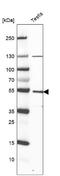 Peptidylprolyl isomerase-like 5 antibody, NBP2-57485, Novus Biologicals, Western Blot image 