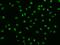 Protein strawberry notch homolog 1 antibody, 206651-T02, Sino Biological, Immunohistochemistry frozen image 
