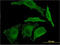 EREG antibody, LS-C197154, Lifespan Biosciences, Immunofluorescence image 