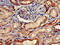 Fibrinogen Gamma Chain antibody, LS-C677943, Lifespan Biosciences, Immunohistochemistry paraffin image 