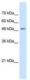 Solute Carrier Family 43 Member 2 antibody, TA333487, Origene, Western Blot image 