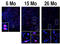 Adenosine Deaminase RNA Specific B1 antibody, AP05073PU-N, Origene, Immunofluorescence image 