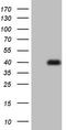 Homeobox protein MOX-1 antibody, TA804831S, Origene, Western Blot image 