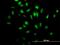 Ral Guanine Nucleotide Dissociation Stimulator Like 4 antibody, H00266747-B01P, Novus Biologicals, Immunofluorescence image 