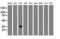 V-Set And Immunoglobulin Domain Containing 2 antibody, LS-C172376, Lifespan Biosciences, Western Blot image 