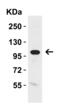 Klotho antibody, 6107, ProSci Inc, Western Blot image 