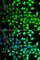 COP9 Signalosome Subunit 6 antibody, A7072, ABclonal Technology, Immunofluorescence image 