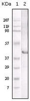 Lipase A, Lysosomal Acid Type antibody, STJ98212, St John