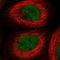 Amelotin antibody, NBP1-80809, Novus Biologicals, Immunofluorescence image 