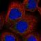 SEC23 Interacting Protein antibody, HPA038403, Atlas Antibodies, Immunocytochemistry image 