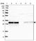Mitochondrial Ribosomal Protein L45 antibody, HPA023373, Atlas Antibodies, Western Blot image 