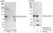 Segment polarity protein dishevelled homolog DVL-2 antibody, A302-953A, Bethyl Labs, Immunoprecipitation image 