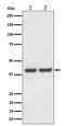 Family With Sequence Similarity 50 Member A antibody, M12622, Boster Biological Technology, Western Blot image 